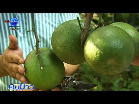 เกษตรสร้างชาติ : มะนาวยักษ์สวนเพชรผลดกออกลูกทั้งปี | สำนักข่าวไทย อสมท