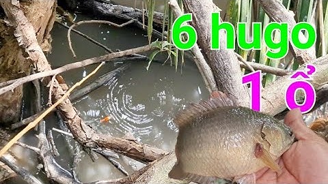 nước cạn câu hang toàn cá rô khủng, mồi vừa chạm nước là táp liền xem sướng con mắt