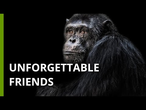 Great apes can remember long-lost friends and relatives
