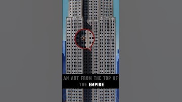 What Really Happens If You Drop an Ant From a Skyscraper