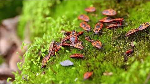 firebug (PYRRHOCORIS  APTERUS)