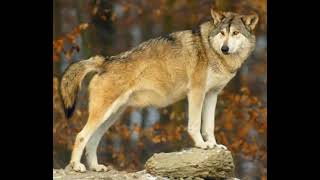 Eurasian Wolf Sound Effects