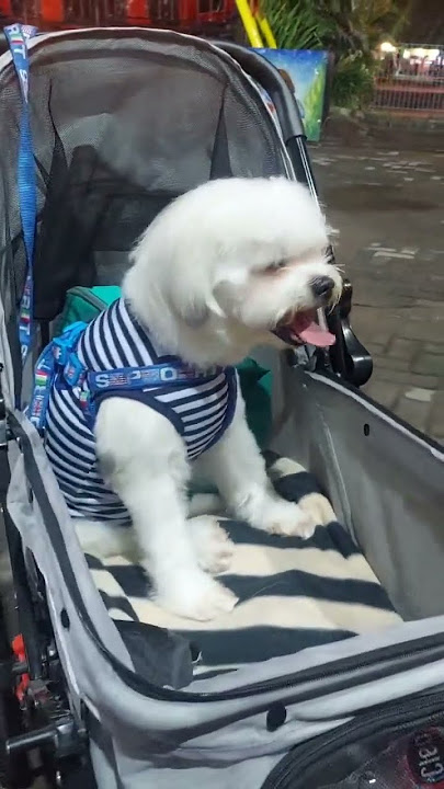 Cute Dog (Markku) is excited when go out at night