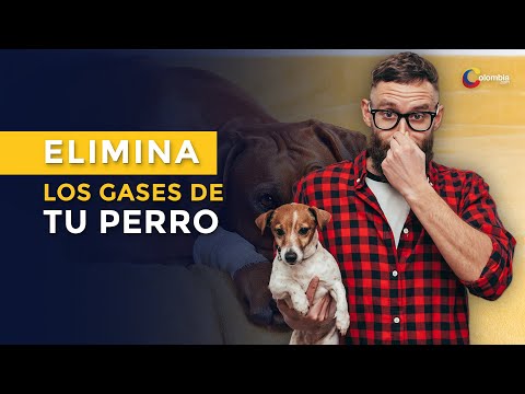 Video: Gas En Perros - Pedos De Perro - ¿Los Perros Se Tiran Pedos?