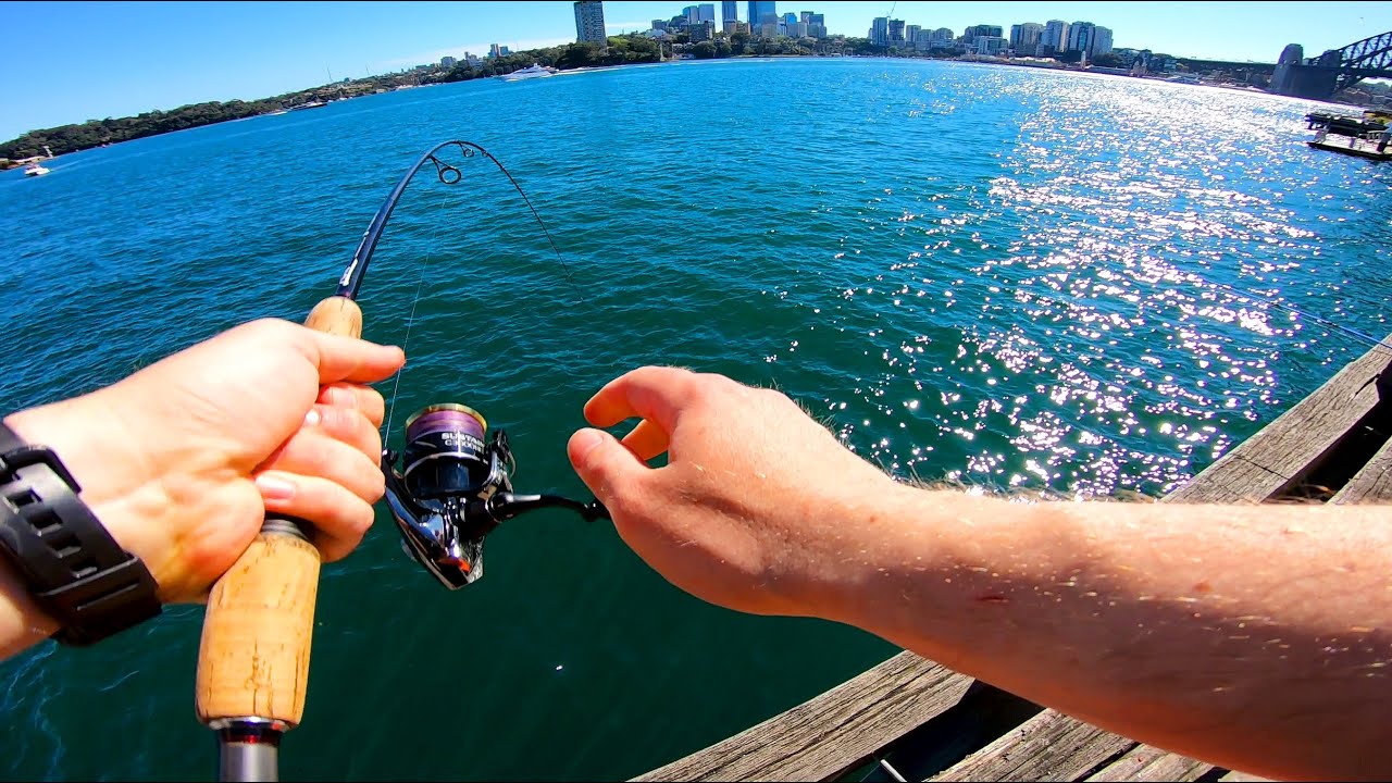 Sydney Harbour Kingfish nearly snapped my rod! 