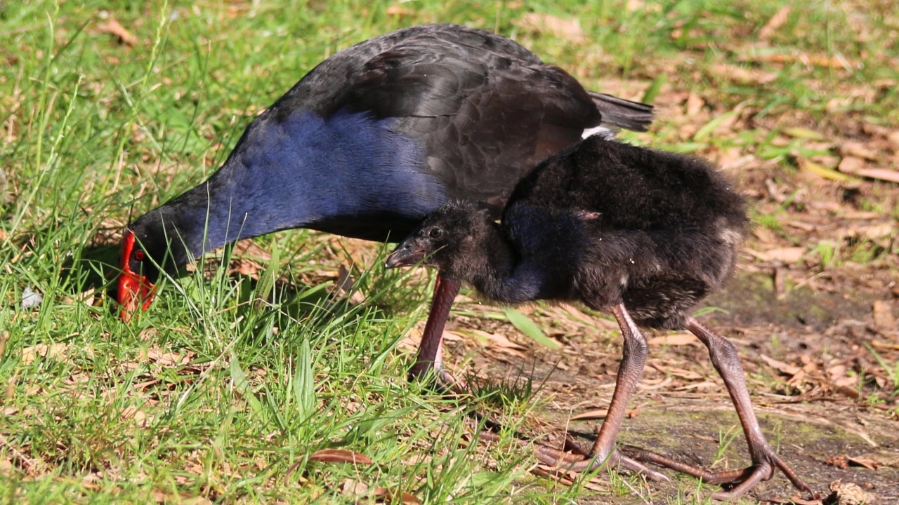 Purple Swamphen chicks 
