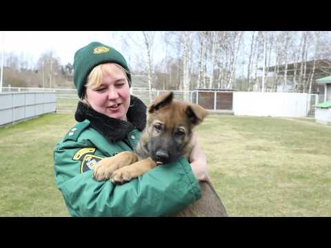 Video: Varonīgais Vācu Aitu Suns Cīnās Pret Klaburčūsku, Iztur Trīs Kodumus, Lai Glābtu Mazu Meiteni