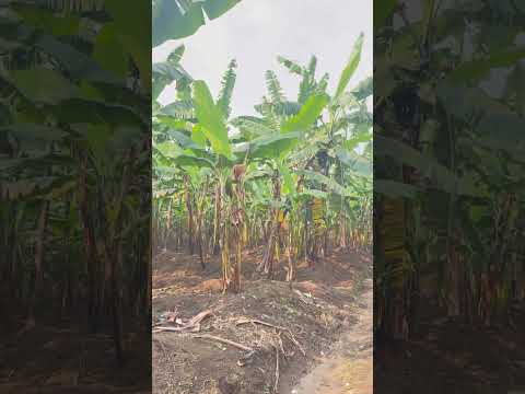 Plots For Sale ,ibibanza Tugurisha SQM 900m2 RUBAVU -RUGERERO