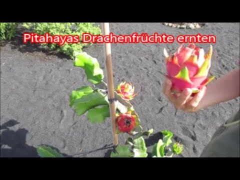 Video: Pitahaya Drachenfrucht: Tipps zum Anbau von Drachenfruchtbäumen