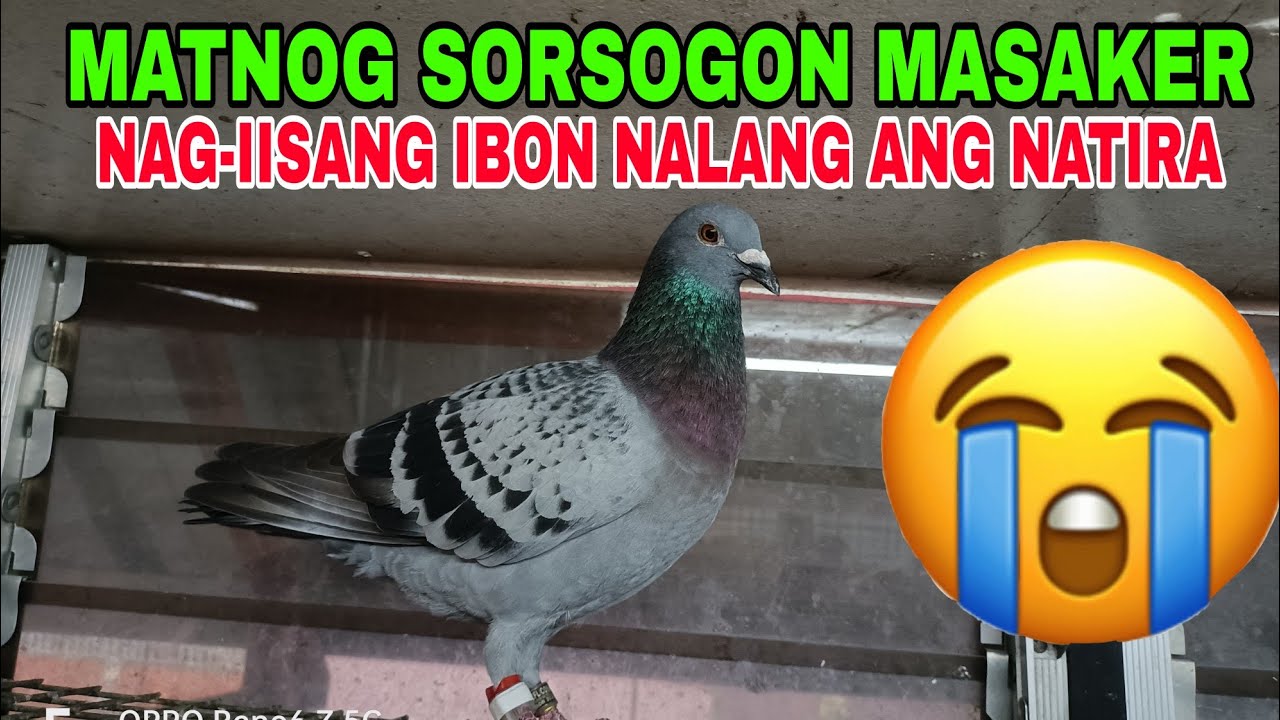 MATNOG SORSOGON MASAKER / UBOS ANG MGA IBON NAPUNTA SA MINDORO ANG MGA IBON