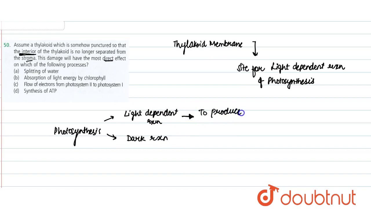 Assume a thylakoid which is somehow punctured so that the