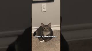 wa waw wawa wawa wa funny viral cat music πΆπ΅ wa waw wawa wawa wa funny viral cat music πΆπ΅