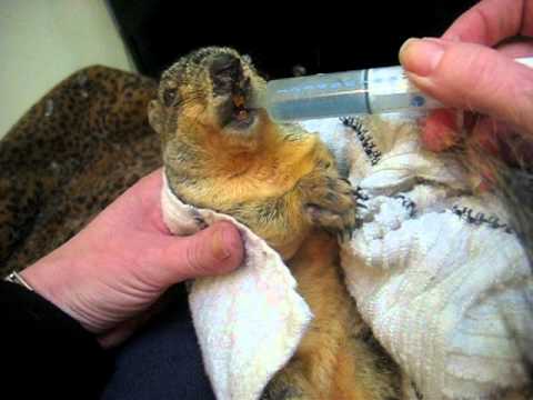 Feeding an injured squirrel, Animal Advocates, Mar...