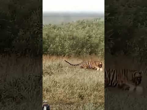 صيط غير مرئي غزال يتفوق على الصياد 