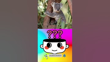 #Shorts｜Names Of Animals In Chinese｜One Day One Animal｜ KOALA 树熊｜Learn Chinese With Sally Gouw