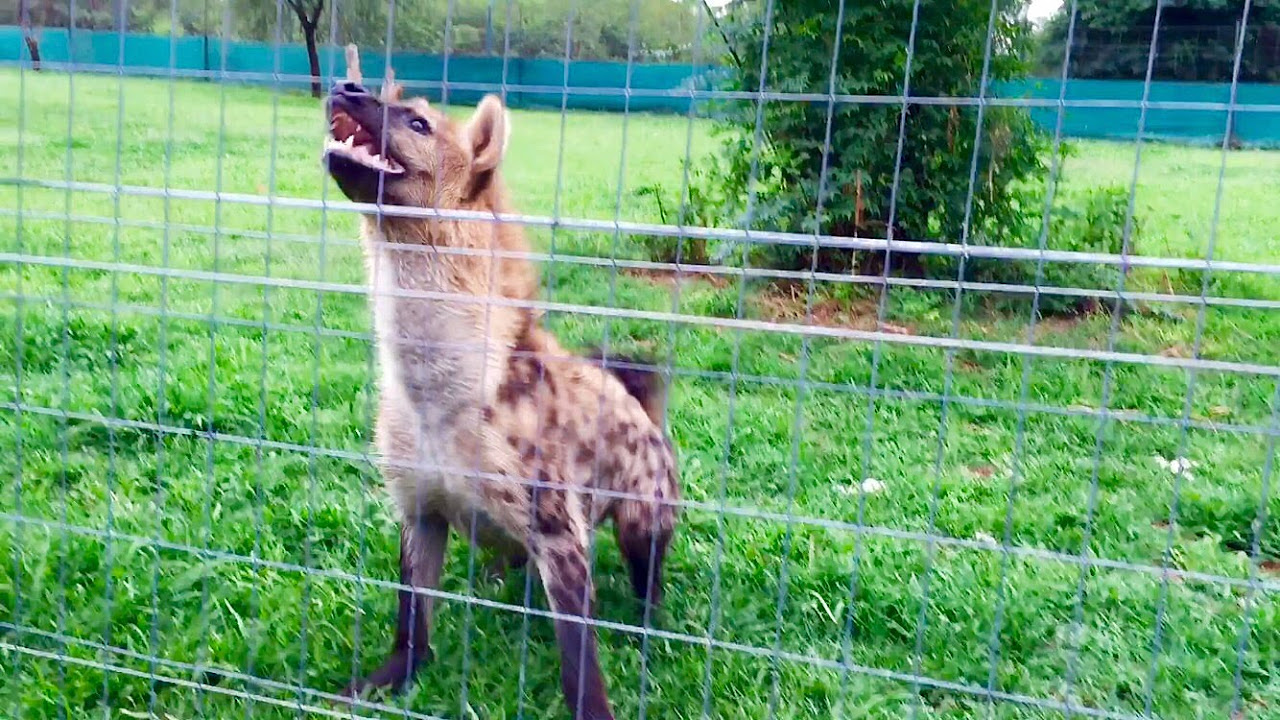 Tiere, Die Um Nahrung Kämpfen Löwe Gegen Hyäne Hyänen Greifen Löwin An, Aber Männlicher Löwe Kommt