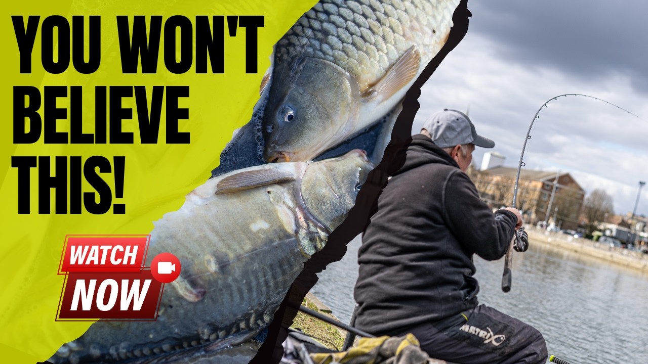 River Carp Challenge: Can Polly Catch a Carp from the River Ouse? The Ultimate Feeder Fishing Test!