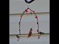 Hummingbird Swing Perch