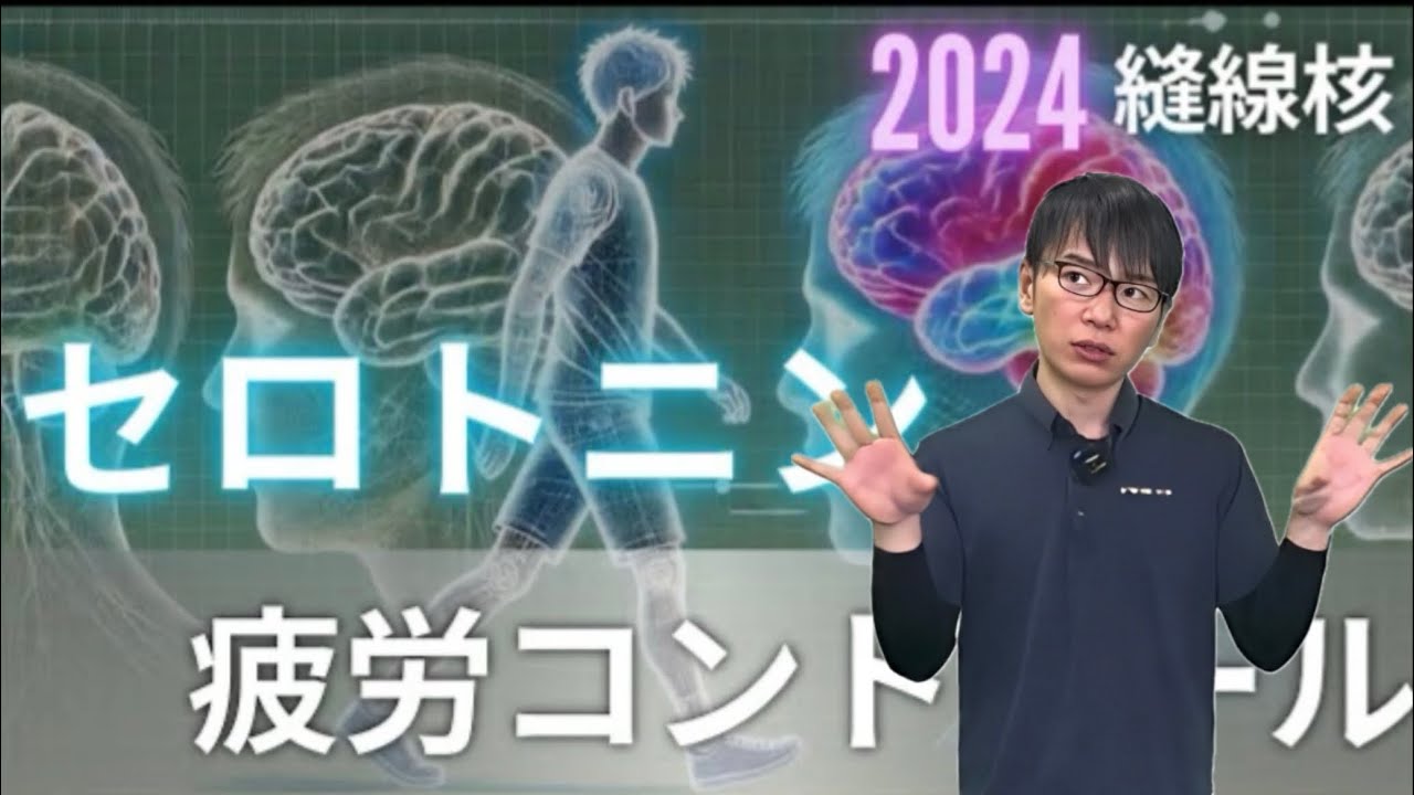 【☑︎疲労・疼痛の原因か?】縫線核の機能と解剖/セロトニン/リハビリテーション YouTube