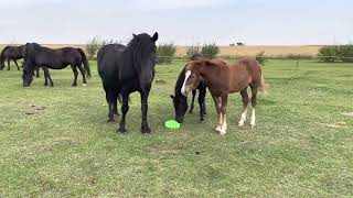 Prairie Creek Fonzorelli Kyng with his foals