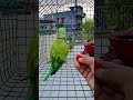 cute ai 😍 parrot 🦜 video 📷#parrot #lifeisbutadream #birds #cute #greenparrot #pets #trending #shorts