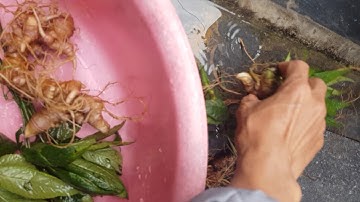 Hướng dẫn cách rửa sâm ngọc linh đơn giản nhất