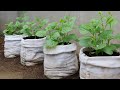 How to grow vegetables in Geotextile Bag at home | Growing malabar spinach