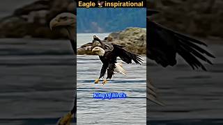 The Eagle?Mentality |Powerful Motivational Video |Inspirational Story In Hindi |King Of Bird's/Life