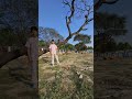 #unfrezzmyaccount #youtubeshorts #viral #trending