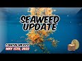 Seaweed sargazo update for may 15th 2022