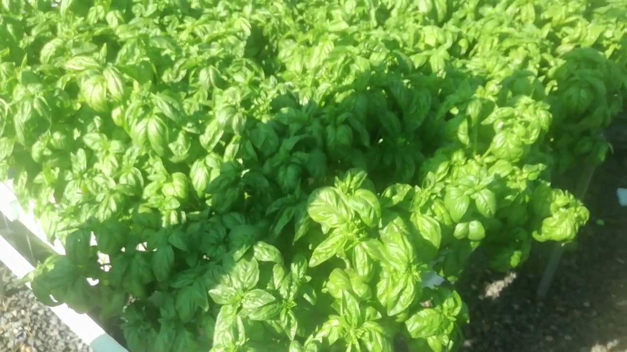 The Nutrient Film Technique Hydroponics System