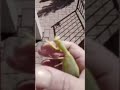 Respect them 🌱 #mantis #insects #animalrescue #animallovers #nature #animallife #foryou