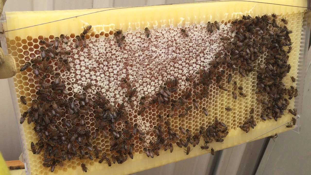 Bees creating and capping honey in the Flow Hive - YouTube