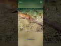 TIBURON SIERRA😲ANIMALES#shortvideo #viralshorts #viralvideo #animals #tendencia #asmr