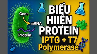 [Full - subViet] Hướng Dẫn Hệ Thống Biểu Hiện Protein Cảm Ứng IPTG & T7 Polymerase