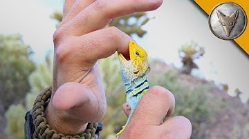 Collared Lizard Catches Me!
