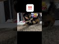 メンテナンスしてたら電気ビリビリにあったように驚く柴犬 #shorts