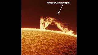 Surge and hedgerow arch prominences July 26 2026 #solarimaging #space #science @AZASTROGUY