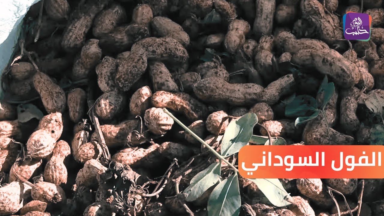 أملاً بتحسين المردود.. الفول السوداني في سهل الروج زراعة جديدة لا تخلو من التحديات || تقرير: مراسلنا