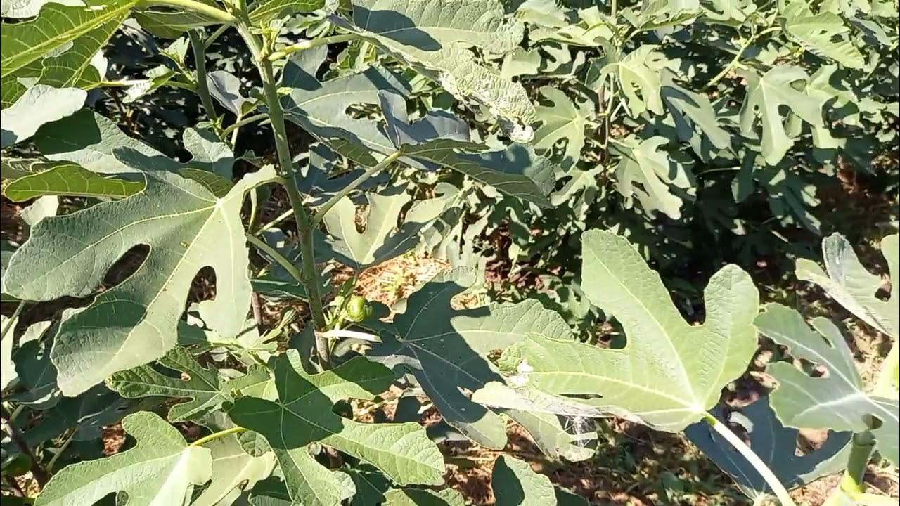 Инжир кадота описание сорта фото отзывы садоводов