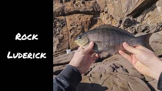 Rock Fishing for Luderick | Testing New Spot & Floats