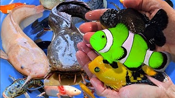 Tổng hợp các video cá cảnh đẹp, động vật dễ thương, cá vàng oranda, cá lóc, cá trê vàng