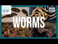 The Wonderful World of Worms