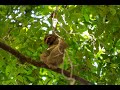 Costa Rica Adventure Series #8 🌿🌴 Manuel Antonio National Park: Essential Tips + Stunning Wildlife