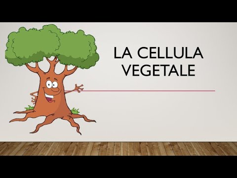 Video: Che cos'è la classe 8 di produzione vegetale?