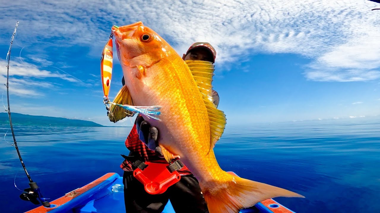 SEUMUR HIDUP BARU LIAT DAN STRIKE IKAN LAUT CANTIK MIRIP IKAN KOI