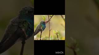 Broad Billed Hummingbird