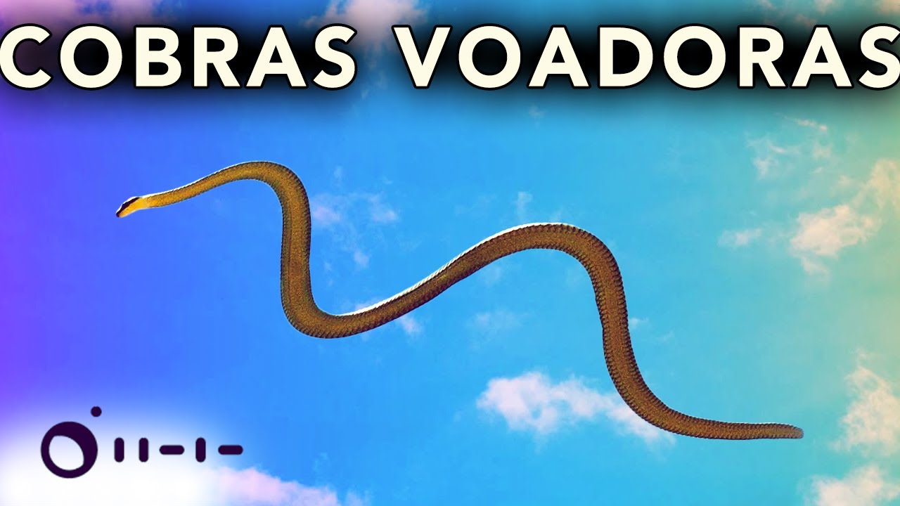 Vídeo: cobras voadoras pulam em árvores e viram um enigma para cientistas -  Internacional - Estado de Minas