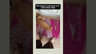 Orange cat wants to be petted #funny #shorts