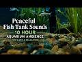 Instant Sleep 10 Hour Aquarium ASMR | Calm Fish Tank Sounds (No Music)